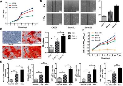 Adipose stem cells-derived exosomes modified gelatin sponge promotes bone regeneration